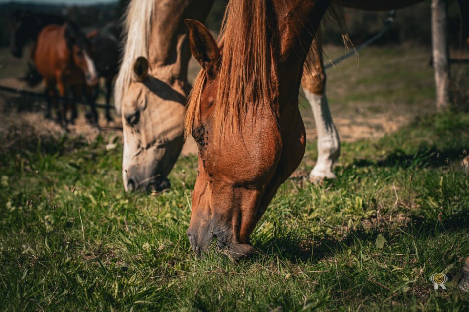 Shooting Thématique Chevaux & Cowboy